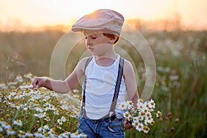 Beautiful little boy in daisy field on sunset