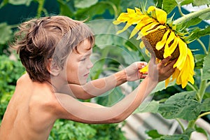 Beautiful little boy and sunflower