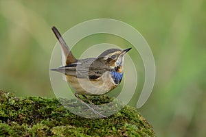 Beautiful little brown bird with velvet blue feathers on its chest lovely down standing on mossy grass over green background, male