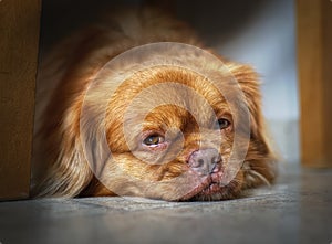 Beautiful little brown Dog portrait