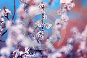 Beautiful little butterflies flit over the branches with white the shrub buds blooming in the May warm sunny garden against the