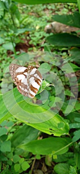 Beautiful little butterfly perched on a green leaf in the garden