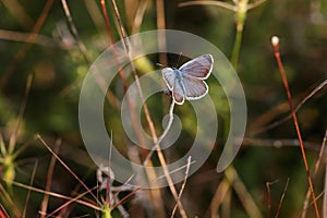 Beautiful little butterfly sitting on the grass lit by the setting sun