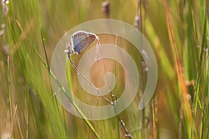 Beautiful little butterfly sitting on the grass lit by the setting sun