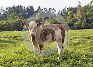 Beautiful little calf in Alps meadow