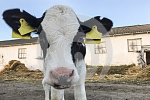 Beautiful little calf on a dairy farm, farming