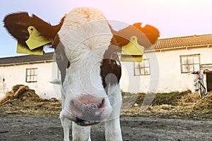 Beautiful little calf on a dairy farm, farming