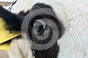 Beautiful little calf on a dairy farm, farming