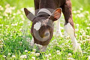 Beautiful little calf in green grass