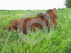 Beautiful little calf on the green sunny meadow