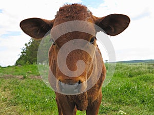 Beautiful little calf on the green sunny meadow