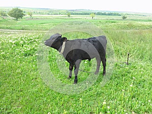 Beautiful little calf on the green sunny meadow