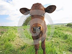 Beautiful little calf on the green sunny meadow