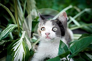 beautiful little cat in the green grass