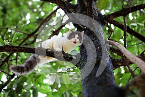 Beautiful little cat stuck in a tree in the garden photo