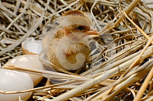 Beautiful little chicken,