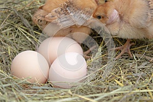 Beautiful little chicken, eggs and eggshell in nest. Newborn chicks on chicken farm