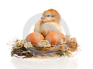 Beautiful little chicken and eggs in nest