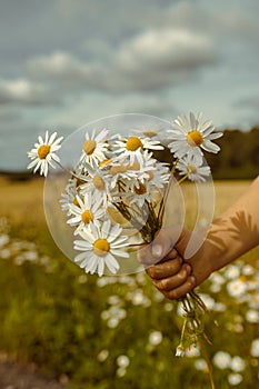 Beautiful little child,  boy holding daisy flowers in field