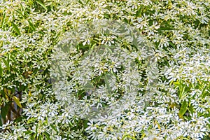 Beautiful little Christmas flower (Euphorbia leucocephala Lotsy), also known as little Christmas flower, white lace euphorbia, sno