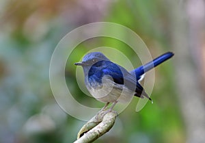 Beautiful little chubby blue and white bird perching on a branch