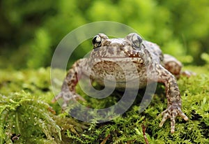 Little common midwife toad Alytes obstetricans