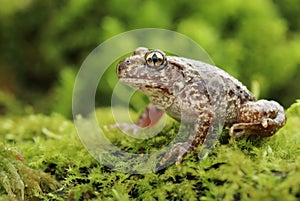 Little common midwife toad Alytes obstetricans