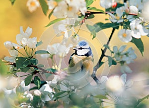 Beautiful little cute blue tit bird sits and sings in spring Par