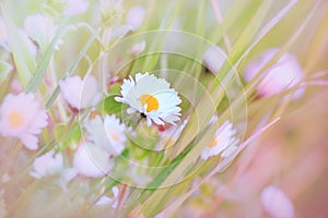 Beautiful little daisy in grass