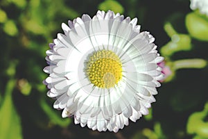 Beautiful little daisy, macro, top view, nature background