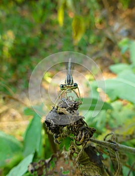 Beautiful little damselfly sitting on a plant