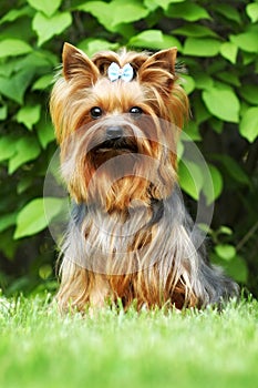 Beautiful little decorative dog Yorkshire Terrier