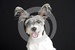 Beautiful little dog with long  hair isolated on black background