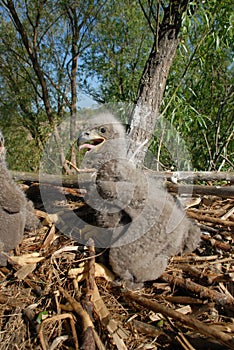 Beautiful little eagle in the nest