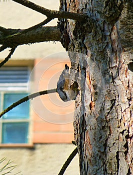 Beautiful little Eurasian nuthatch climbing on the side of a tree