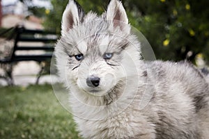 Little Husky Siberiano photo