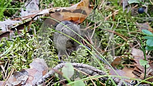 Beautiful little field mouse sitting in the moss and branches of trees and eats