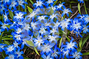 A beautiful little flower called Scilla siberica