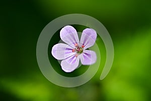 Beautiful little flower of Geranium robertianum, commonly known as Herb-Robert, Red Robin, Fox geranium or Roberts Geranium