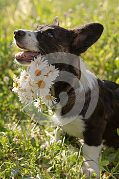 Beautiful little fluffy corgi cardigan puppy in nature. Close-up with white flowers