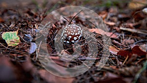 A beautiful little fly agaric creeps out of the ground in a forest close-up. Poisonous mushroom in the forest