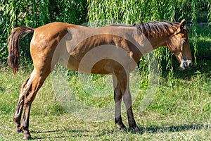 Beautiful little foal grazing in pasture. Brown horse eating green grass.