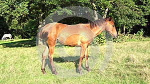 Beautiful little foal grazing in pasture. Brown horse eating green grass.