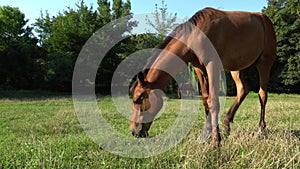 Beautiful little foal grazing in pasture. Brown horse eating green grass.