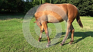 Beautiful little foal grazing in pasture. Brown horse eating green grass.