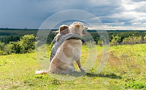 Beautiful little girl hugging loyal dog photo