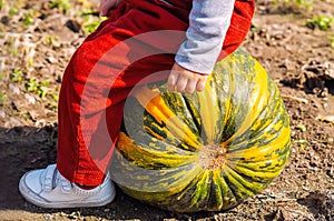 A beautiful little girl is sitting on a large pumpkin in the pumpkin patch outside. Holiday, gift, postcard. The Concept Of Hallow