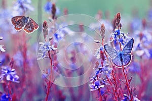 Beautiful little golubyanka Icarus butterflies sit and flutter in a bright meadow on gentle blue and lilac flowers on a Sunny photo