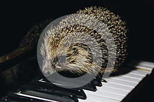 A beautiful little gray hedgehog sits on the piano keys. Piano playing. Music school, education concept, beginning of the year,