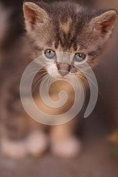 Beautiful little gray kitten, cute portrait close up